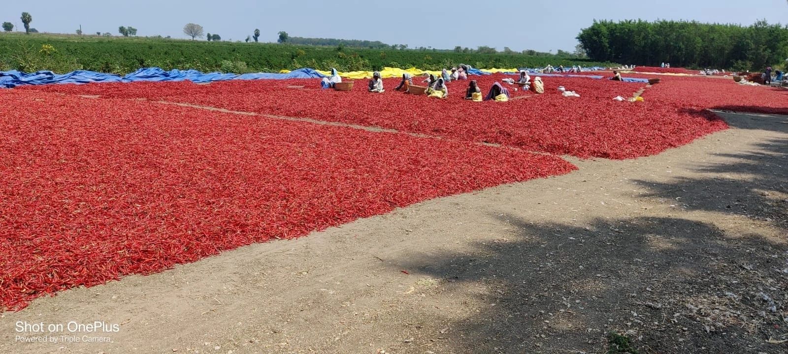 Byadagi chilli drying yard at Utphala
