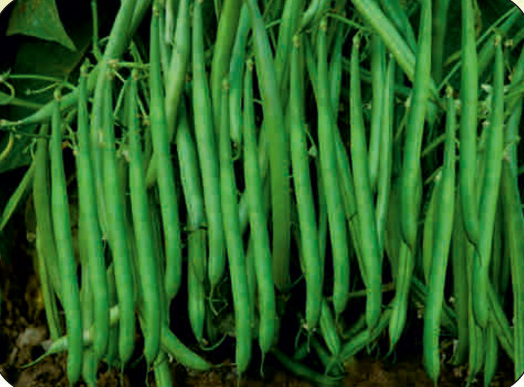 AMAR bush bean