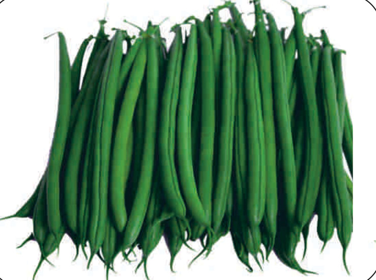 MADHURI pole bean