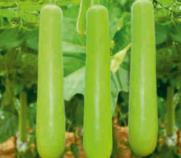 UAT-TUNGA F1 bottle gourd