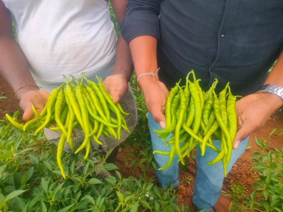 UAT-1091 F1 chilli