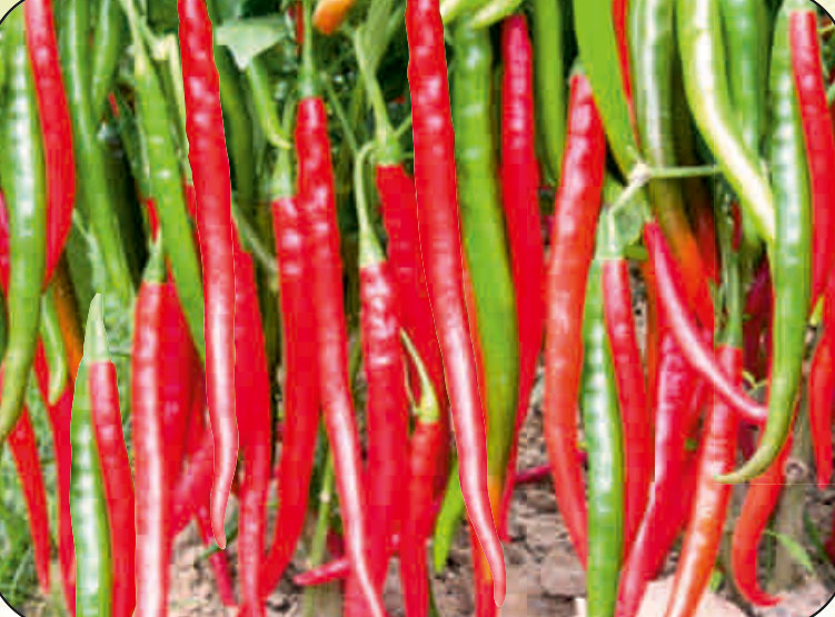 UAT-1212 F1 chilli