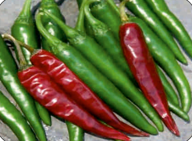 UAT-334 chilli