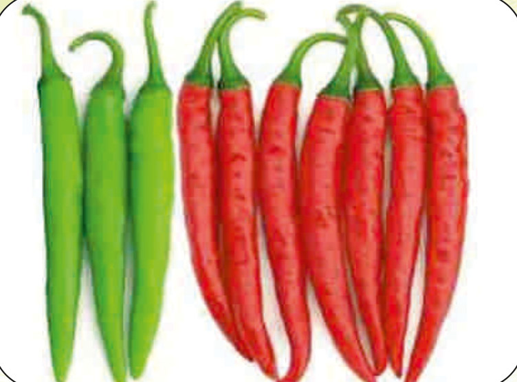 UAT-41 F1 chilli