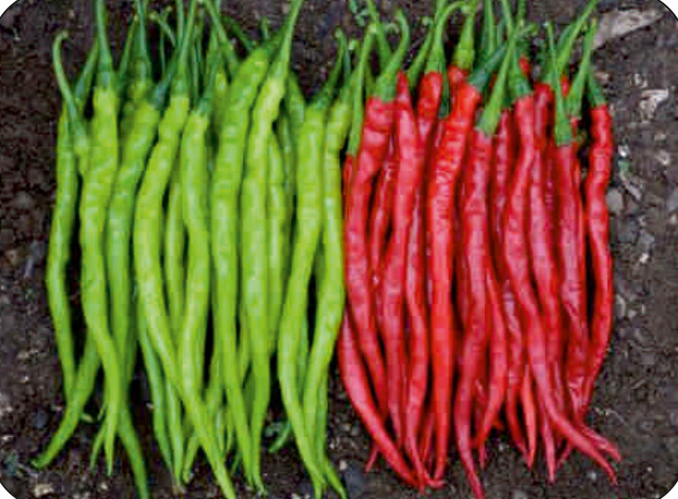 UAT-ANJANA F1 chilli