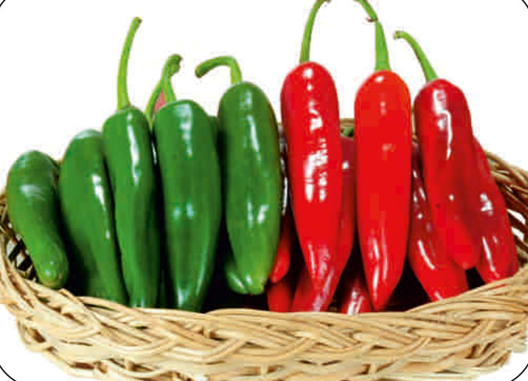 UAT-BALWAN 5 F1 chilli