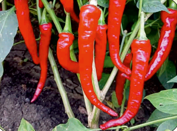 UAT-BYADAGI BRAMHA F1 chilli
