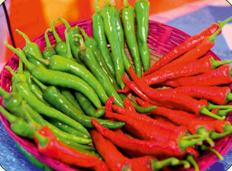 UAT-DABBI F1 chilli