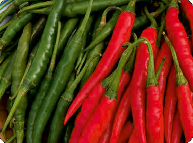 UAT-EXPORT F1 chilli