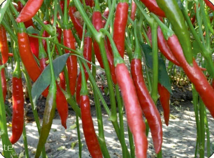 UAT-PRACHANDA F1 chilli