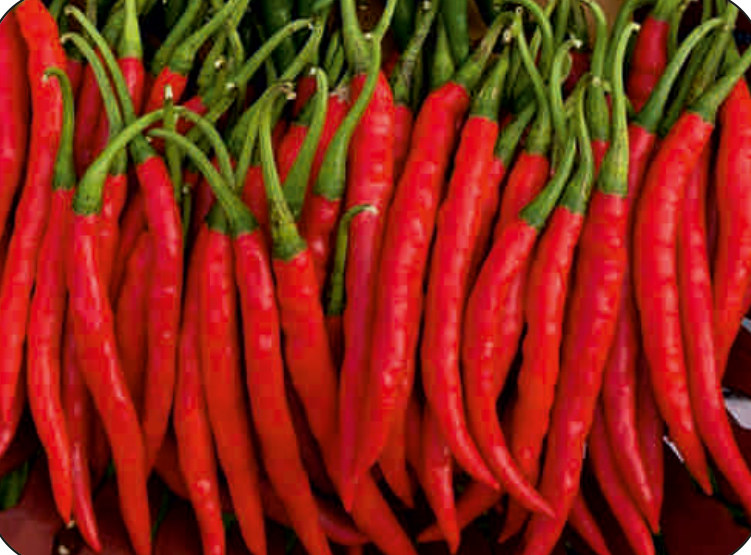 UAT-RED LEGEND F1 chilli