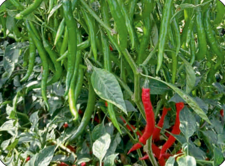 UAT-SAARANG F1 chilli