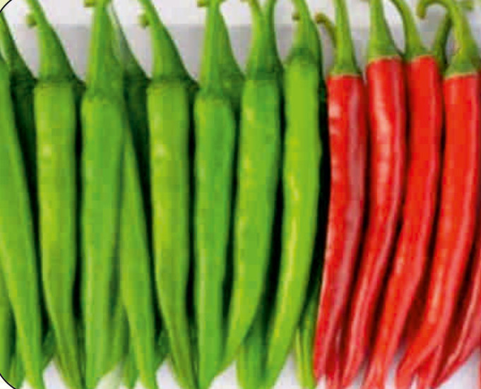 UAT-SONA F1 chilli