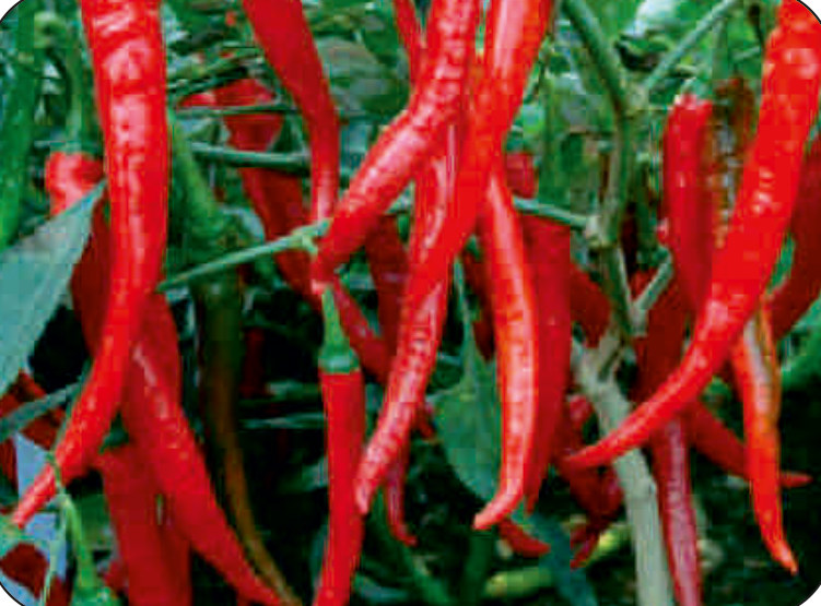 UAT-SUPER DELUXE F1 chilli