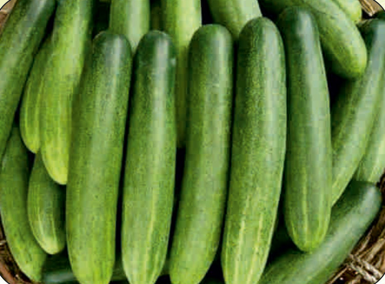 UAT-KAVERI F1 cucumber