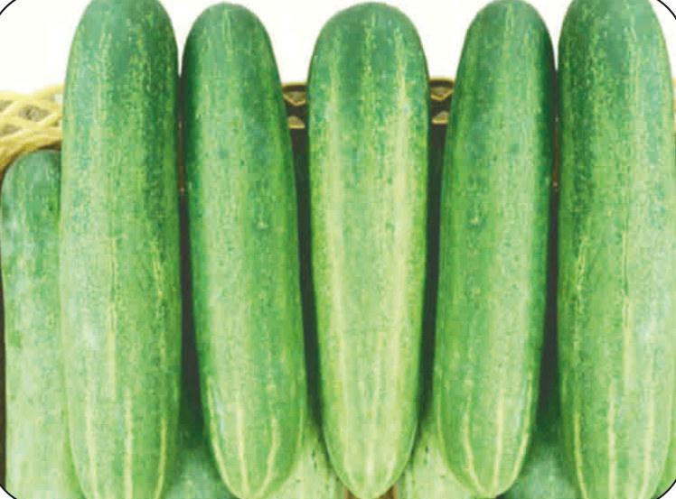 UAT-SEETHA F1 cucumber