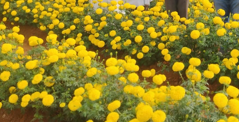 UAT-AARADHYA F1 yellow marigold