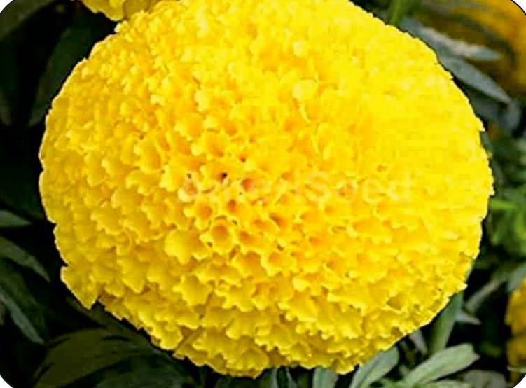 UAT-HALDI F1 yellow marigold
