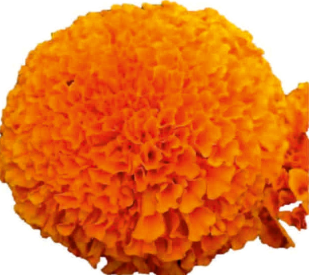 UAT-VEERA KESARI F1 orange marigold