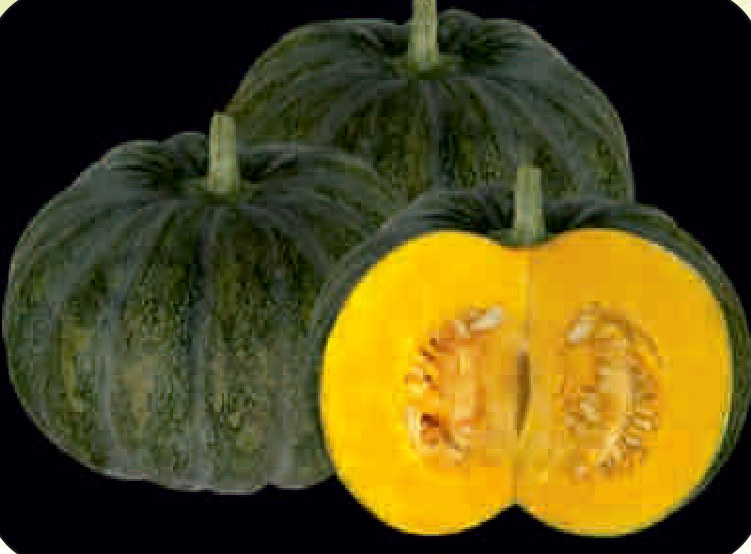 UAT-VENUS F1 pumpkin