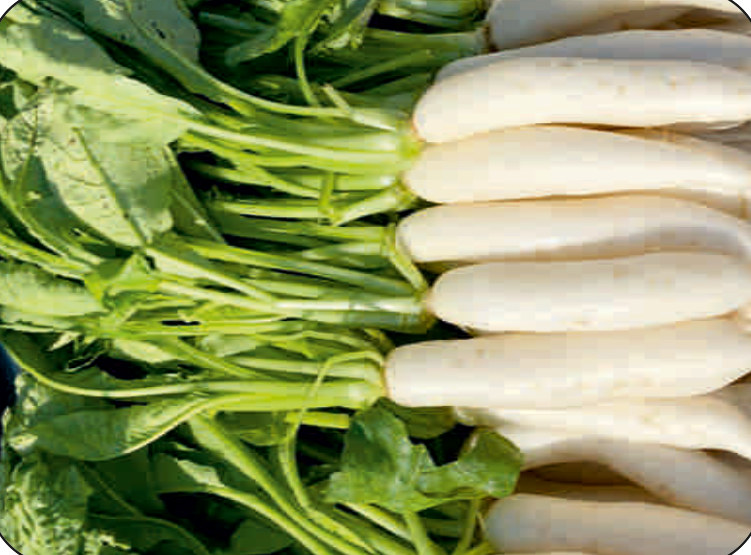 UAT-GANGA radish (Palak Patta)