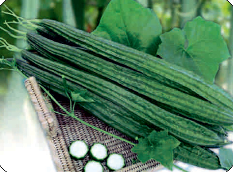 UAT-RAJANI F1 ridge gourd