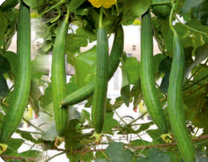 UAT-SUNDARI F1 sponge gourd