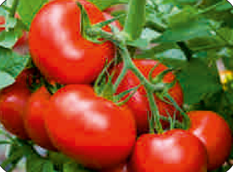 UAT-48 F1 tomato