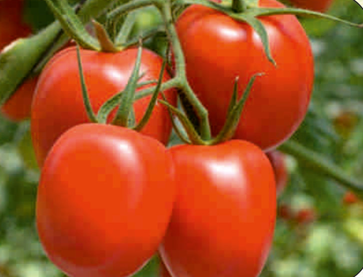 UAT-GURUSRI F1 tomato