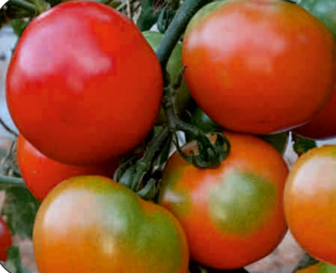 UAT-PARAM F1 tomato