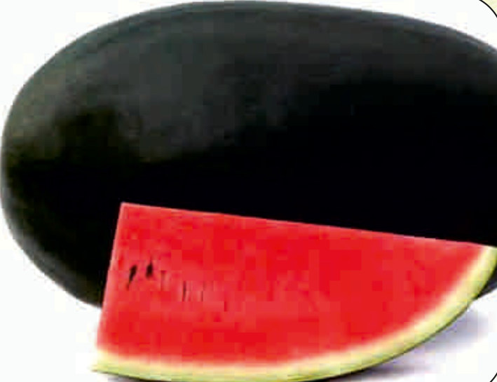 UAT-RUCHI F1 watermelon