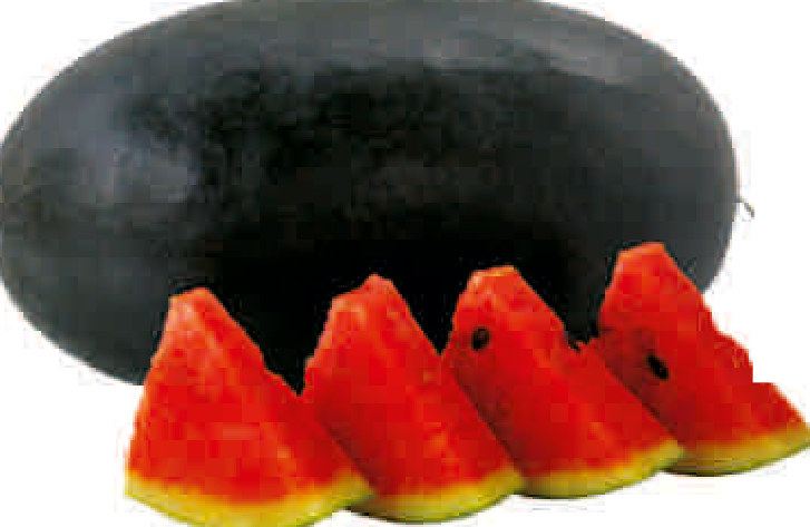 UAT-TRUPTI F1 watermelon